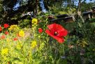 Rote Mohnblume in einem blühenden Garten